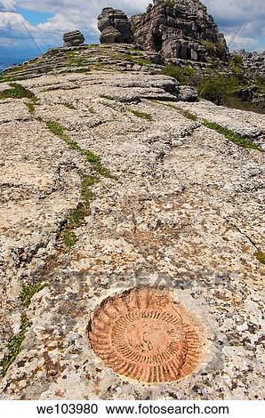 Stock Image - Ammonite fossil at theTorcal in Antequera, erosion working on Jurassic limestones, Malaga province, Andalusia, Spain. Fotosearch