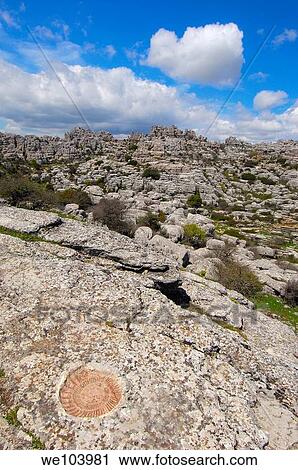 Ammonite fossil at theTorcal in Antequera, erosion working on Jurassic limestones, Malaga province, Andalusia, Spain View Large Photo Image Stock Image - Ammonite fossil at theTorcal in Antequera, erosion working on Jurassic limestones, Malaga province, Andalusia, Spain. Fotosearch