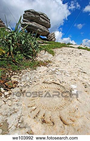 Ammonite fossil at theTorcal in Antequera, erosion working on Jurassic limestones, Malaga province, Andalusia, Spain View Large Photo Image Stock Image - Ammonite fossil at theTorcal in Antequera, erosion working on Jurassic limestones, Malaga province, Andalusia, Spain. Fotosearch