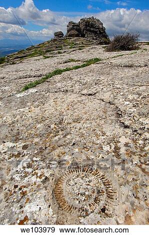 Ammonite fossil at theTorcal in Antequera, erosion working on Jurassic limestones, Malaga province, Andalusia, Spain View Large Photo Image Stock Photo - Ammonite fossil at theTorcal in Antequera, erosion working on Jurassic limestones, Malaga province, Andalusia, Spain. Fotosearch