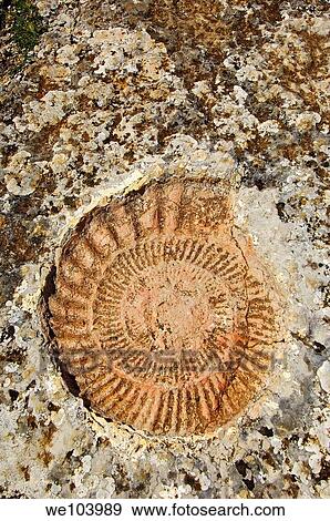 Stock Photo - Ammonite fossil at theTorcal in Antequera, erosion working on Jurassic limestones, Malaga province, Andalusia, Spain. Fotosearch
