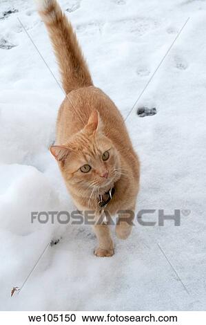 An Orange Tabby Cat Out In The Snow Stock Image We105150