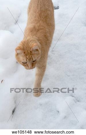 Stock Photo - An orange Tabby cat out in the snow. Fotosearch