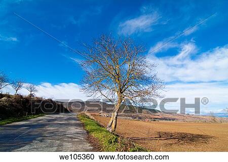 Arbol solitario en Santurdejo La Rioja España View Large Photo Image Stock Image - Arbol solitario en Santurdejo La Rioja España. Fotosearch