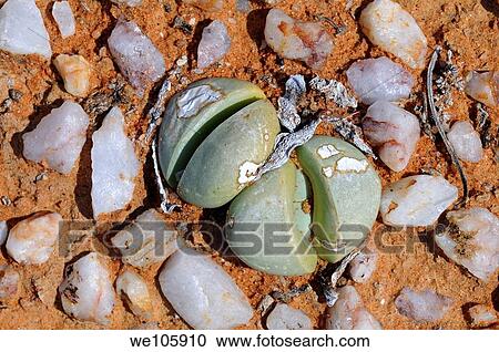 Argyroderma sp in the quarzfield of Knersvlakte, Namaqualand, South Africa View Large Photo Image Stock Image - Argyroderma sp in the quarzfield of Knersvlakte, Namaqualand, South Africa. Fotosearch