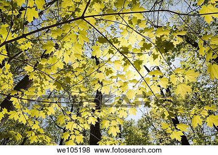 Backlit Maple Tree Branches with Sunburst effect at Springtime, Laval, Quebec, Canada View Large Photo Image Stock Photo - Backlit Maple Tree Branches with Sunburst effect at Springtime, Laval, Quebec, Canada. Fotosearch
