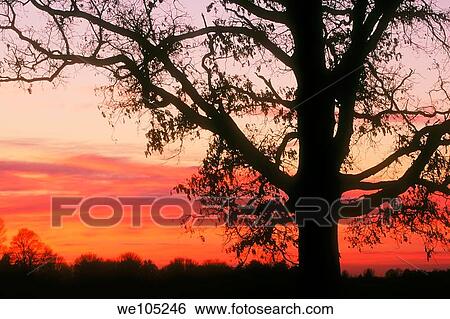 Beautiful sunrise showing a sihouetted tree View Large Photo Image Stock Photograph - Beautiful sunrise showing a sihouetted tree. Fotosearch