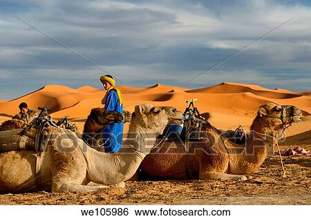 Berber blue men tending Dromedary camels for an evening ride in Erg Chebbi desert Morocco View Large Photo Image Stock Photograph - Berber blue men tending Dromedary camels for an evening ride in Erg Chebbi desert Morocco. Fotosearch