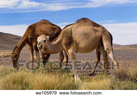 Berber Dromedary camels grazing on sage brush in Tafilalt basin Morocco View Large Photo Image Stock Photo - Berber Dromedary camels grazing on sage brush in Tafilalt basin Morocco. Fotosearch