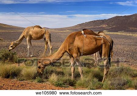 Berber Dromedary camels in diapers grazing on sage brush in Tafilalt basin Morocco View Large Photo Image Stock Image - Berber Dromedary camels in diapers grazing on sage brush in Tafilalt basin Morocco. Fotosearch