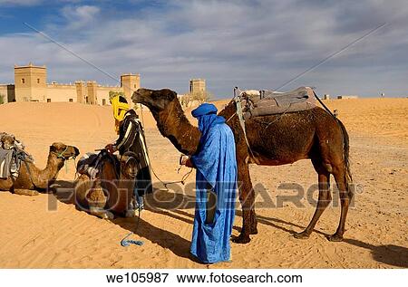 Berber men tending Dromedary camels after a morning ride in Erg Chebbi desert at Auberge du Sud View Large Photo Image Stock Photo - Berber men tending Dromedary camels after a morning ride in Erg Chebbi desert at Auberge du Sud. Fotosearch