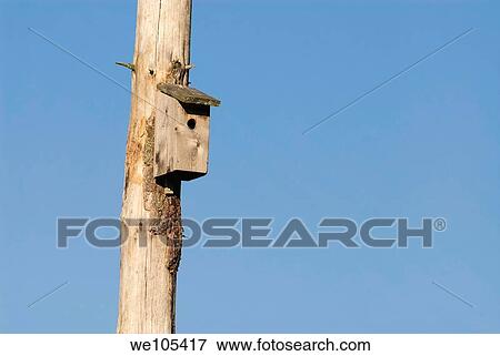 Stock Photo - Birdhouse on an old tree, Sweden. Fotosearch