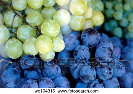 Bunches of black and green grapes View Large Photo Image Stock Photograph - Bunches of black and green grapes. Fotosearch