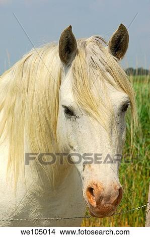 Camargue horse, Aigues-Mortes. Petite Camargue, Gard, Languedoc-Roussillon, France View Large Photo Image Picture - Camargue horse, Aigues-Mortes. Petite Camargue, Gard, Languedoc-Roussillon, France. Fotosearch