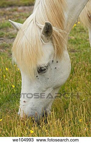 Camargue horse, Aigues-Mortes. Petite Camargue, Gard, Languedoc-Roussillon, France View Large Photo Image Stock Image - Camargue horse, Aigues-Mortes. Petite Camargue, Gard, Languedoc-Roussillon, France. Fotosearch