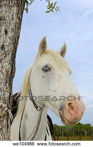 Camargue horse, Aigues-Mortes. Petite Camargue, Gard, Languedoc-Roussillon, France View Large Photo Image Stock Photo - Camargue horse, Aigues-Mortes. Petite Camargue, Gard, Languedoc-Roussillon, France. Fotosearch