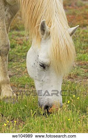 Camargue horse, Aigues-Mortes. Petite Camargue, Gard, Languedoc-Roussillon, France View Large Photo Image Stock Photo - Camargue horse, Aigues-Mortes. Petite Camargue, Gard, Languedoc-Roussillon, France. Fotosearch