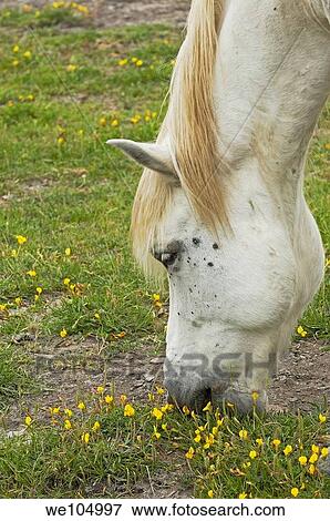 Camargue horse, Aigues-Mortes. Petite Camargue, Gard, Languedoc-Roussillon, France View Large Photo Image Stock Photo - Camargue horse, Aigues-Mortes. Petite Camargue, Gard, Languedoc-Roussillon, France. Fotosearch
