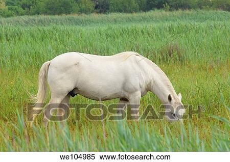 Camargue horse, Aigues-Mortes. Petite Camargue, Gard, Languedoc-Roussillon, France View Large Photo Image Stock Photography - Camargue horse, Aigues-Mortes. Petite Camargue, Gard, Languedoc-Roussillon, France. Fotosearch