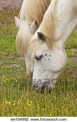 Stock Image - Camargue horses, Aigues-Mortes. Petite Camargue, Gard, Languedoc-Roussillon, France. Fotosearch