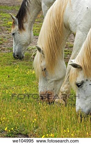 Camargue horses, Aigues-Mortes. Petite Camargue, Gard, Languedoc-Roussillon, France View Large Photo Image Stock Photography - Camargue horses, Aigues-Mortes. Petite Camargue, Gard, Languedoc-Roussillon, France. Fotosearch