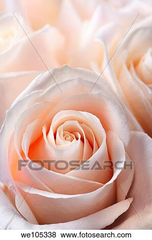 Close up of a bunch of fresh pink white hybrid tea roses View Large Photo Image Stock Photo - Close up of a bunch of fresh pink white hybrid tea roses. Fotosearch