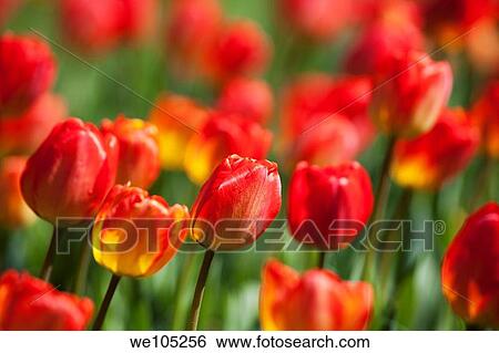 Close up of a field of red Tulips View Large Photo Image Stock Photograph - Close up of a field of red Tulips. Fotosearch