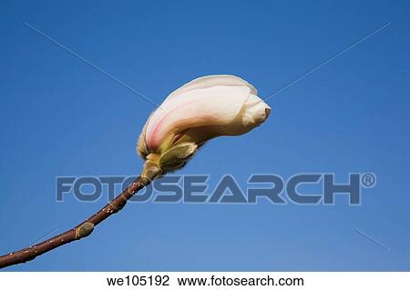 Close-up of a magnolia tree flower blossom against a blue sky at springtime, Montreal Botanical Garden, Quebec, Canada View Large Photo Image Stock Image - Close-up of a magnolia tree flower blossom against a blue sky at springtime, Montreal Botanical Garden, Quebec, Canada. Fotosearch