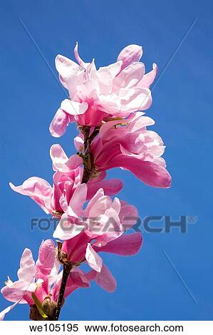 Close-up of a Magnolia tree flower blossoms at springtime, Montreal Botanical Garden, Quebec, Canada View Large Photo Image Stock Photography - Close-up of a Magnolia tree flower blossoms at springtime, Montreal Botanical Garden, Quebec, Canada. Fotosearch