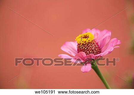 Close-up of a pink and yellow Dahlia flower, Goreme valley, Cappadocia region, Turkey View Large Photo Image Stock Image - Close-up of a pink and yellow Dahlia flower, Goreme valley, Cappadocia region, Turkey. Fotosearch