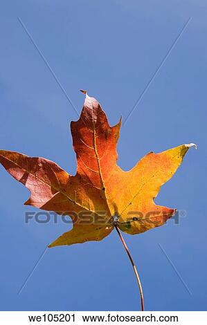 Close-up of a Red and Yellow Maple Leaf against a Blue Sky Background, Montreal, Quebec, Canada View Large Photo Image Stock Image - Close-up of a Red and Yellow Maple Leaf against a Blue Sky Background, Montreal, Quebec, Canada. Fotosearch