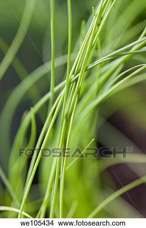 Close-up of Chive View Large Photo Image Picture - Close-up of Chive. Fotosearch