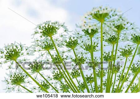 Close-up of Common Hogweed Heracleum sphondylium, Sweden View Large Photo Image Stock Photo - Close-up of Common Hogweed Heracleum sphondylium, Sweden. Fotosearch
