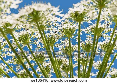 Close-up of Common Hogweed Heracleum sphondylium, Sweden View Large Photo Image Stock Photograph - Close-up of Common Hogweed Heracleum sphondylium, Sweden. Fotosearch