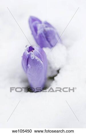 Close-up of Crocus Crocus Vernus in snow at springtime, Sweden View Large Photo Image Stock Image - Close-up of Crocus Crocus Vernus in snow at springtime, Sweden. Fotosearch