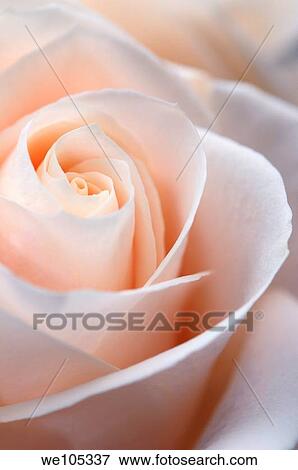 Close up of flush white hybrid tea rose petal tips View Large Photo Image Stock Photo - Close up of flush white hybrid tea rose petal tips. Fotosearch