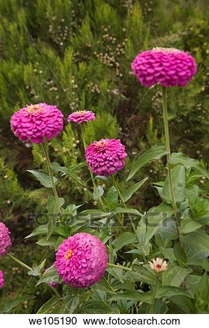 Close-up of globe shaped purple Dahlia flowers, Goreme valley, Cappadocia region, Turkey View Large Photo Image Stock Image - Close-up of globe shaped purple Dahlia flowers, Goreme valley, Cappadocia region, Turkey. Fotosearch