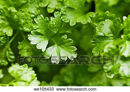 Stock Image - Close-up of Parsley. Fotosearch