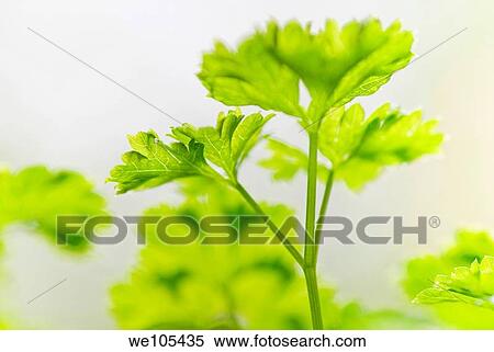 Stock Photography - Close-up of Parsley. Fotosearch