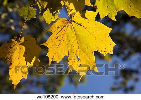 Close-up of Yellow Maple Tree Leaves on a Branch in Autumn, Montreal, Quebec, Canada View Large Photo Image Stock Image - Close-up of Yellow Maple Tree Leaves on a Branch in Autumn, Montreal, Quebec, Canada. Fotosearch
