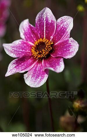 Picture - Combination of purple Dahlia with white flower blooming in the late Summer/early Autumn season. Fotosearch