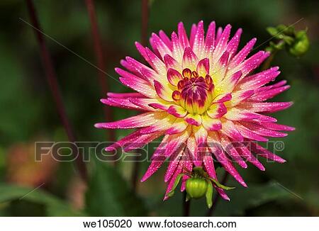 Combination of yellow and pink Dahlia flower blooming in the late Summer/early Autumn season View Large Photo Image Stock Image - Combination of yellow and pink Dahlia flower blooming in the late Summer/early Autumn season. Fotosearch