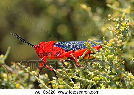 Common milkweed locust, Phymateus morbillosus, with bright colors serving as warning coloration to scare off predators, Goegap Nature Reserve, Namaqualand, South Africa View Large Photo Image Stock Image - Common milkweed locust, Phymateus morbillosus, with bright colors serving as warning coloration to scare off predators, Goegap Nature Reserve, Namaqualand, South Africa. Fotosearch