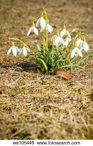 Common Snowdrop Galanthus nivalis, Sweden View Large Photo Image Stock Photo - Common Snowdrop Galanthus nivalis, Sweden. Fotosearch