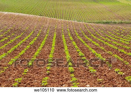Cultivation field. Cuenca province, Castilla La Mancha, Spain. View Large Photo Image Stock Image - Cultivation field. Cuenca province, Castilla La Mancha, Spain.. Fotosearch