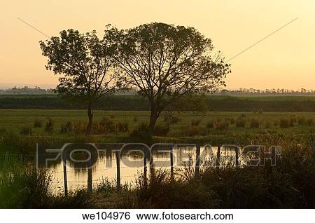 Dawn at Camargue, Gard, Languedoc-Roussillon, France View Large Photo Image Stock Photograph - Dawn at Camargue, Gard, Languedoc-Roussillon, France. Fotosearch