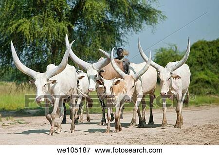 Stock Photo - Dinka man herding cattle, southern Sudan, december 2010. Fotosearch