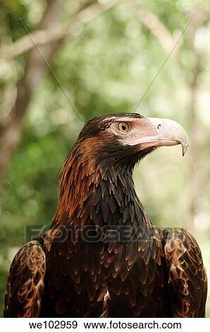 Eagle, in the bush near Darwin, in the Northern Territory of Australia View Large Photo Image Stock Photo - Eagle, in the bush near Darwin, in the Northern Territory of Australia. Fotosearch
