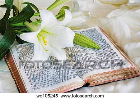 Easter Lily and Bible View Large Photo Image Stock Photography - Easter Lily and Bible. Fotosearch