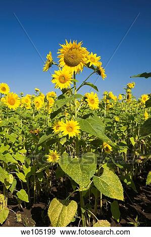 Field of Sunflowers, Laval, Quebec, Canada View Large Photo Image Stock Photo - Field of Sunflowers, Laval, Quebec, Canada. Fotosearch